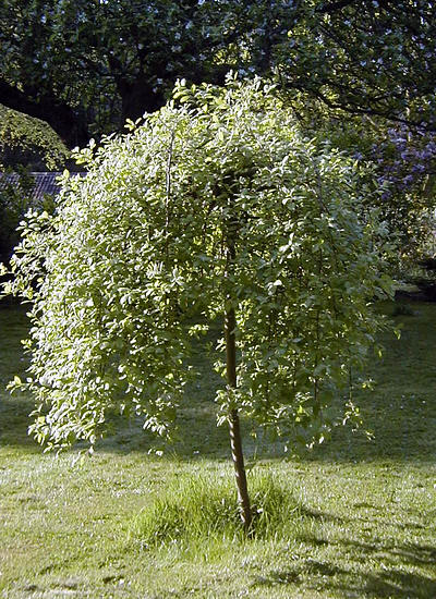 willowtree